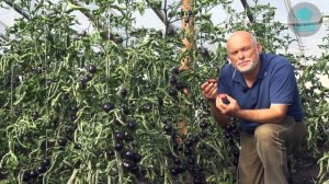 Томат Земба. Уникальный окрас и вкус