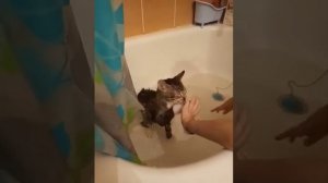 КАК ИСКУПАТЬ 4 МЕСЯЧНОГО КОТЁНКА КАНАЛ КОТЁНОК это ролик могут забыть