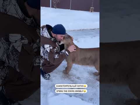 Месси сам себе открывает двери