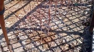 Чистим малинник | МАЛИНА: обязательно сделайте это ВЕСНОЙ! | Обработка малины