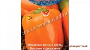 Перец сладкий Оранжевый бочонок ? обзор: как сажать, семена перца Оранжевый бочонок