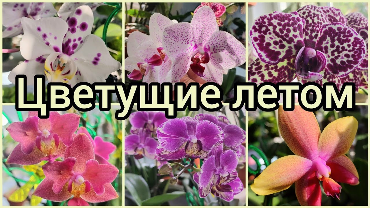 Радуют круглый год? #ОРХИДЕИ #фаленопсис в летнем цветении? #растения #цветы #обзор #фото #сорт