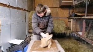 самые лучшие породы кроликов