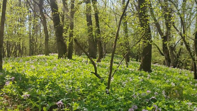 выезд в лес смотреть онлайн