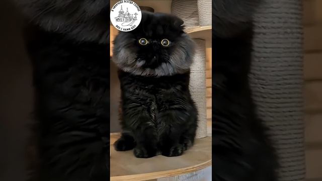 ПОЧЕМУ ЖИТЬ НЕ ХОЧЕТСЯ, ТОСКА, УНЫНИЕ.. Творческая студия  ютуб канал отец Иоанникий #shorts #жизнь