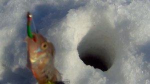 Зимняя рыбалка на Красноярском море 24 02 2017г