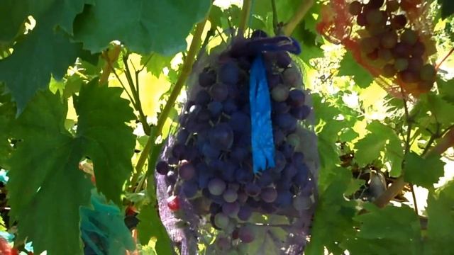 Защита от осы и птицы смотреть онлайн