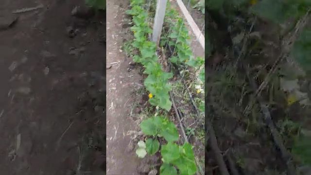 Сорт огурца св 40-97 смотреть онлайн