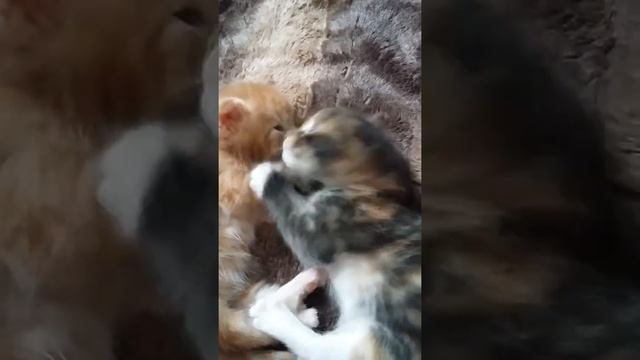 Котята мейнкун  3 недели...