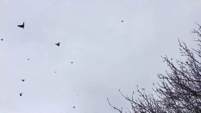 Происхождение некоторых мясных голубей / Весеннее кормление и витамины для голубей