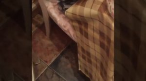 Гарри и Лиза Галкины под руководством Аллы Пугачевой красят пасхальные яйца