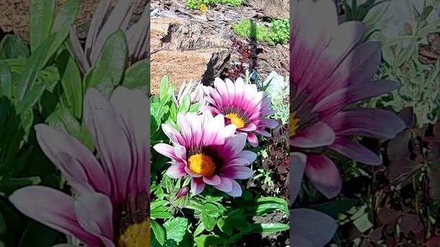 Газания (Gazania)?