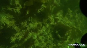 Встреча с камчатским крабом