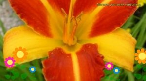 Лилейник гибридный Франс Халс. Краткий обзор, описание характеристик hemerocallis hybrida Frans Hal