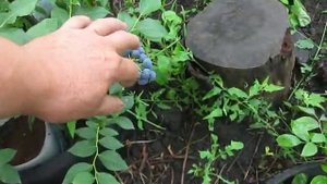 СЕМНАДЦАТЬ СОРТОВ КРУПНОЙ ЧЕРНИКИ