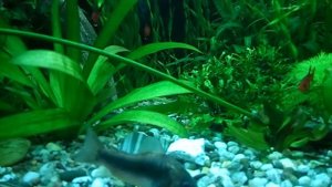 Жёсткость воды в аквариуме. Это важно? Water hardness in the aquarium. Is it important?