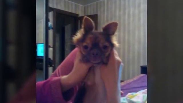 Фото моего щенка Бони мой любимый малыш смотреть онлайн