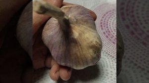 Чеснок сорт Гигант. Сравнение сортов чеснока. #папанадаче