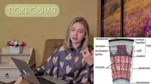 ТКАНИ РАСТЕНИЙ/ПОКРОВНЫЕ,ПРОВОДЯЩИЕ, ОСНОВНЫЕ,МЕХАНИЧЕСКИЕ/БОТАНИКА 6 КЛАСС