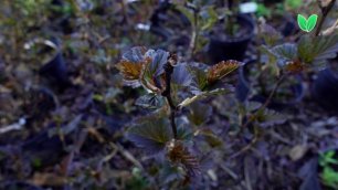 Пузыреплодник Диабло Physocarpus opulifolius «Diabolo», Зеленый Сад