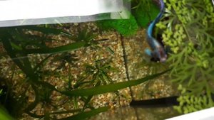 Цветик петушок и красные неоны