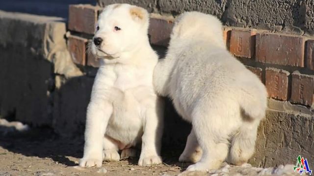 ШАМАН - Породники объявили Наташе бойкот, но щенкам надо было искать руки, и она подала объявление смотреть онлайн