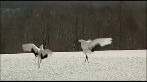 ДВА ЖУРАВЛЯ - Анатолий Могилевский