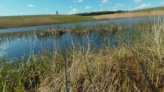 БЕШЕНЫЙ КЛЁВ КАРАСЯ на пруду, рыбалка в мае смотреть онлайн