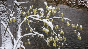 "БЕЛЫМ СНЕГОМ"... (Русская народная песня - Пензенский Русский Народный хор)