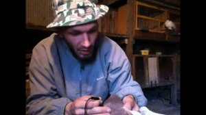 Разный цвет глаз голубя. бойные голуби. гетерохромия