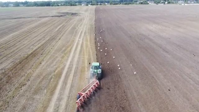 Кормление аистов  на распаханном поле