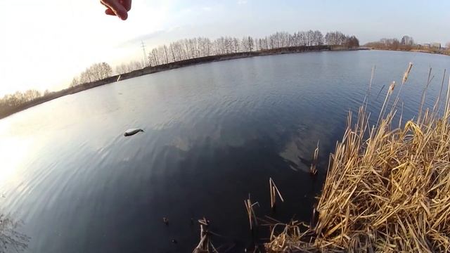 Ловля уклейки вечером. На удочку