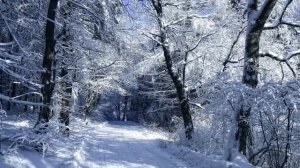 Картинка зима. Дорога, деревья, снег | Picture winter. Road, trees, snow