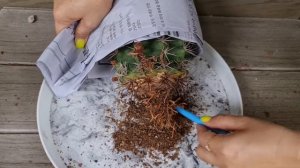 How to Plant a Cactus Without Getting Poked? [Cactus Plant Repotting]