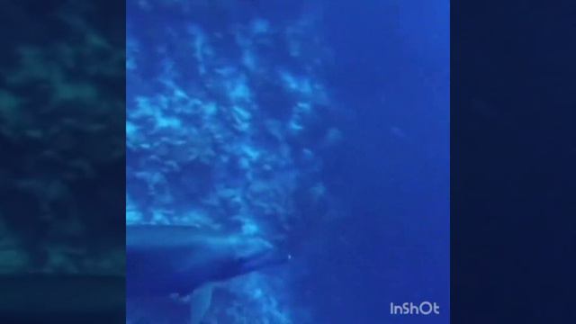 Чудесный житель моря- дельфин смотреть онлайн