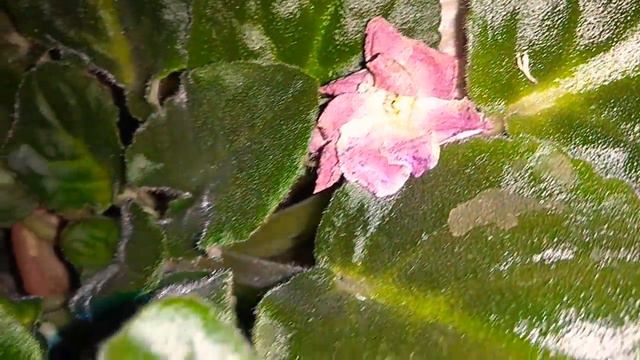 Цветение Фиалки Маэстро смотреть онлайн