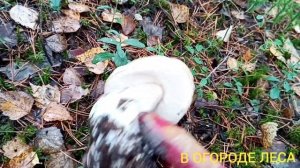 Грибы Серуха и Зеленуха где растет