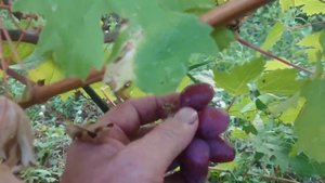 Виноград Красный тюльпан 🍇🍇🍇 Калугина В.М. Видео от автора. Новинка винограда 2023.