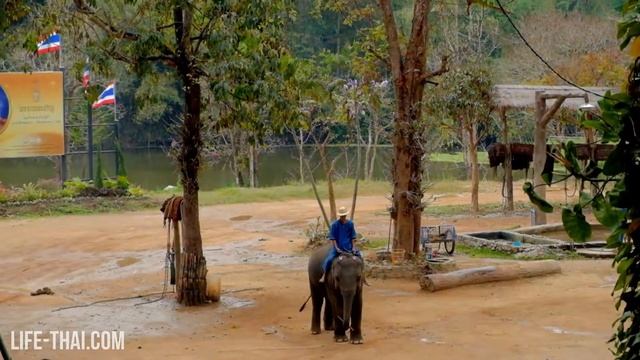 Шоу слонов в Thai Elephant Conservation Center смотреть онлайн