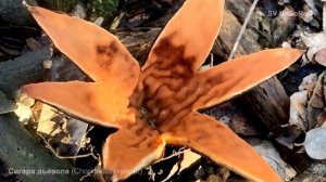 Сигара дьявола (Chorioactis geaster)