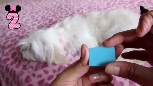 DIY 3 pet name tags RECYCLE, Coton de Tulear I Lorentix смотреть онлайн