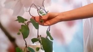 Киви Как вырастить дома из семян как выглядит киви kiwi Посадка Actinidia deliciosa Planch