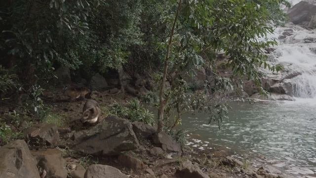 Хищные Доисторические Животные, которые питались динозаврами