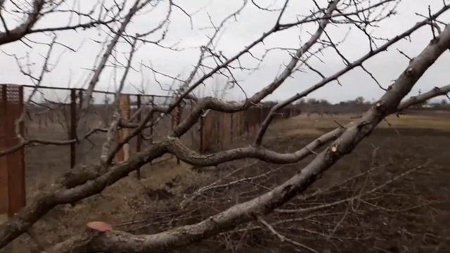 Результаты ОБРЕЗКИ АБРИКОСА + новая ЗАМАЗКА для СРЕЗОВ на практике.