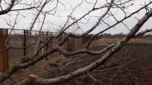 Результаты ОБРЕЗКИ АБРИКОСА + новая ЗАМАЗКА для СРЕЗОВ на практике.
