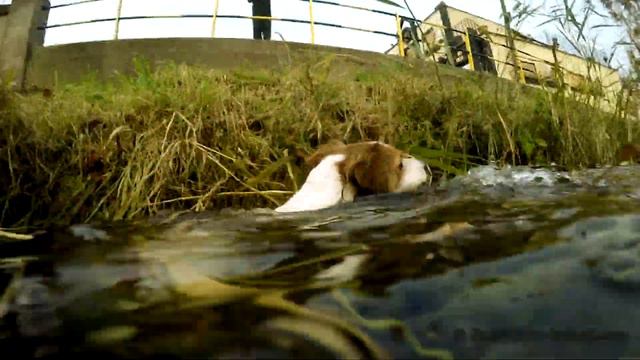 Trying to help struggling dog that stuck in the canal. Попытка помочь застрявщей в канале собаке. смотреть онлайн