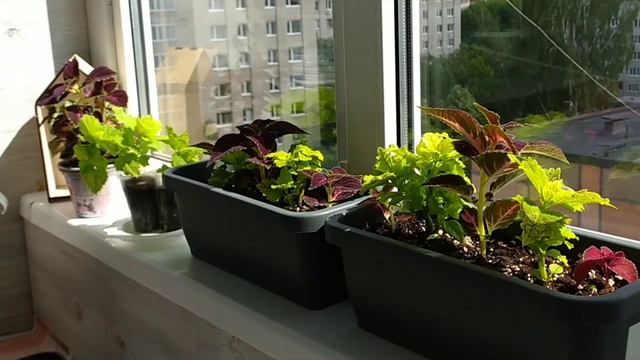 Болею, ною! Признаюсь ВАМ в ЛЮБВИ😘 Смеюсь над хейторами😂 смотреть онлайн