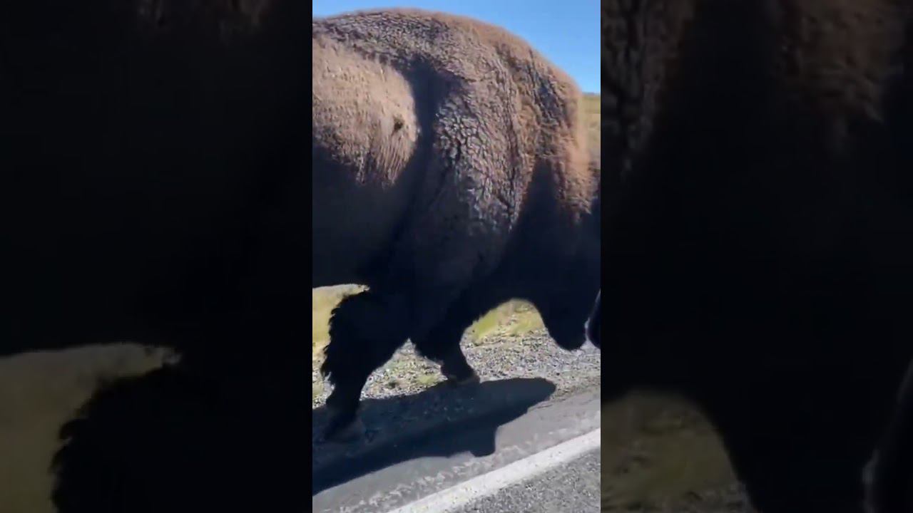 Бизон или зубр? смотреть онлайн