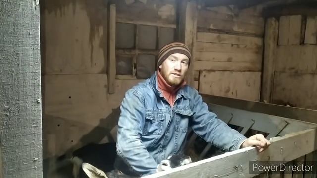 МОРОЗ -24° ЗИМНЕЕ СОДЕРЖАНИЕ ЖИВОТНЫХ В ДЕРЕВНЕ. САРАЙ ДЛЯ КОРОВ. САРАЙ ДЛЯ КОЗ.
