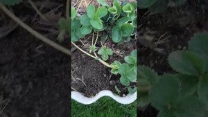 Клубника с.МУРАНО....цветут усики...